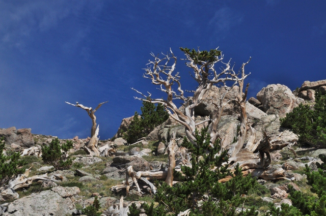 a bristlecone pine